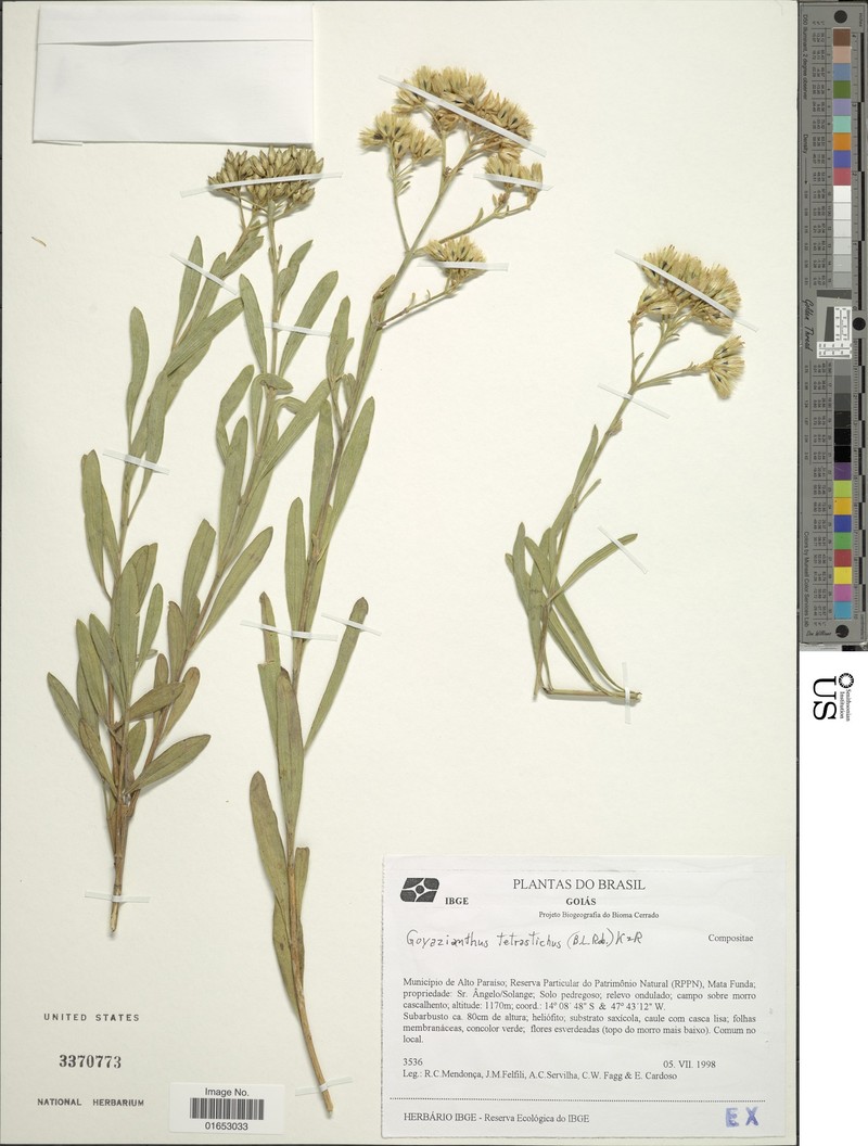 Goyazianthus tetrastichus photo 4