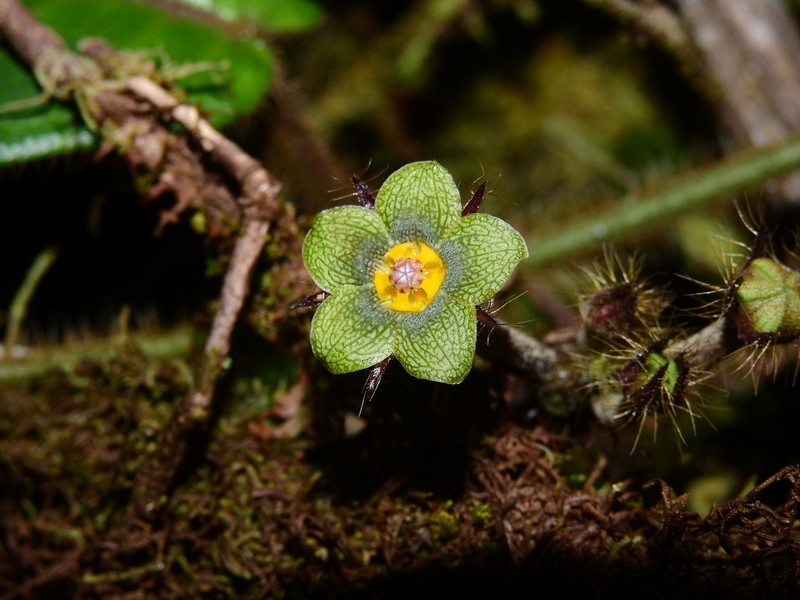 Graciemoriana gracieae