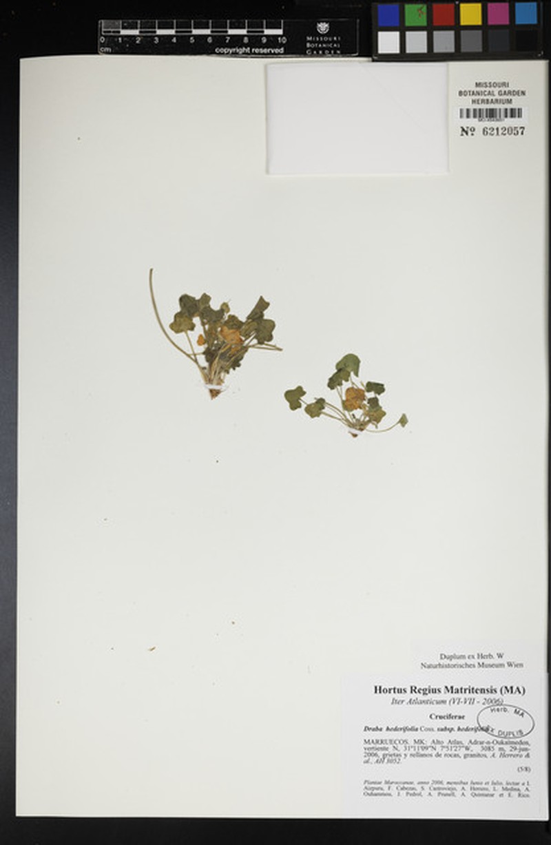 Graellsia hederifolia subsp. hederifolia