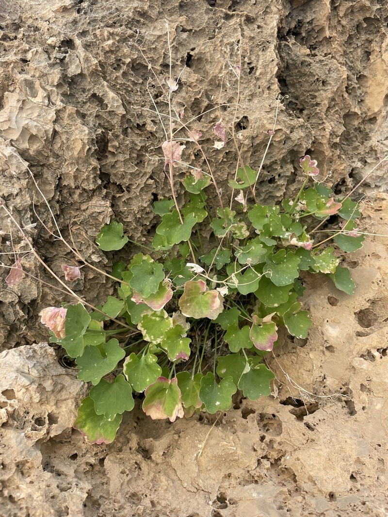 Graellsia longistyla
