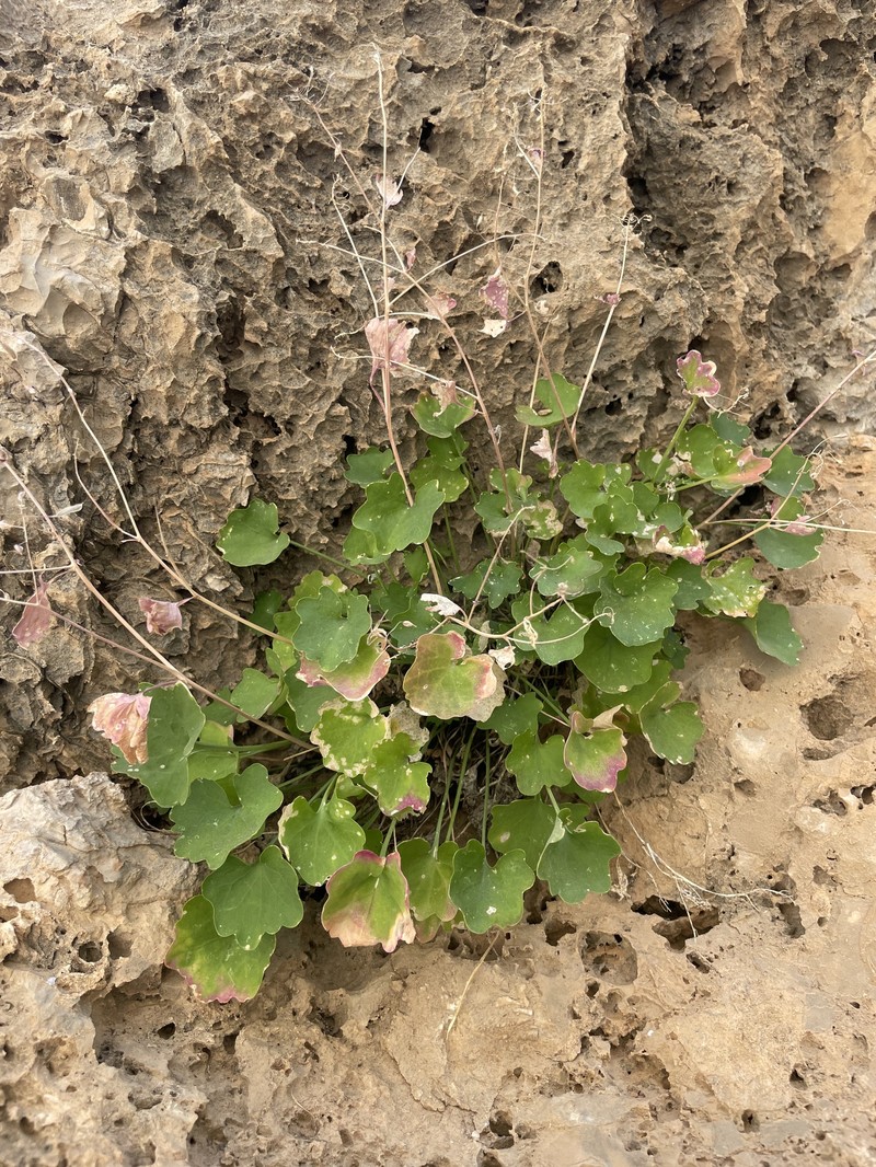 Graellsia longistyla photo 2
