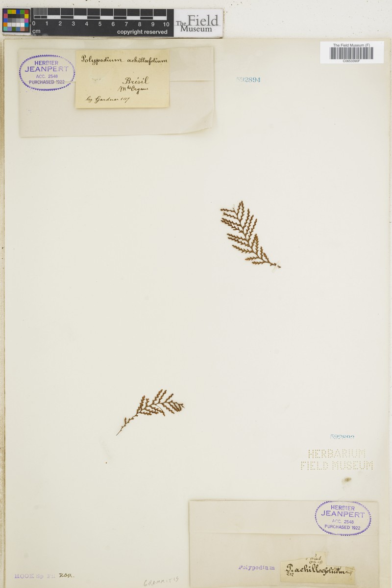 Grammitis achilleifolia