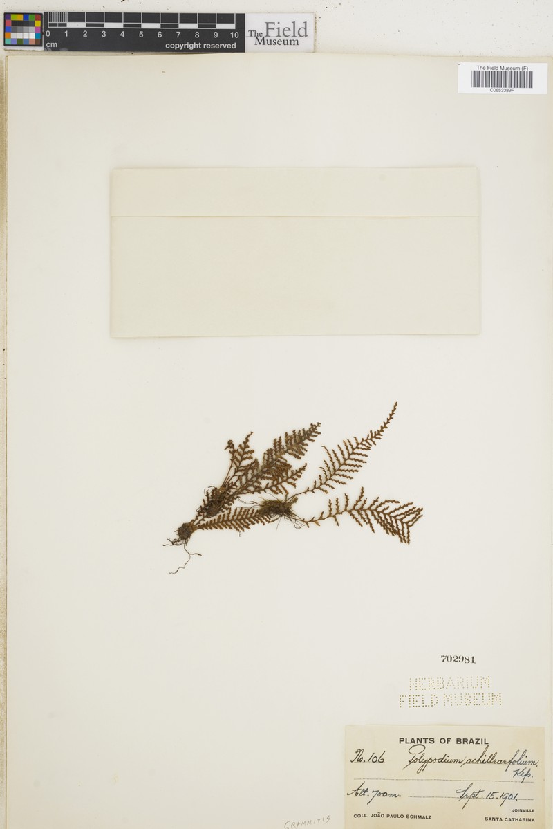 Grammitis achilleifolia photo 2