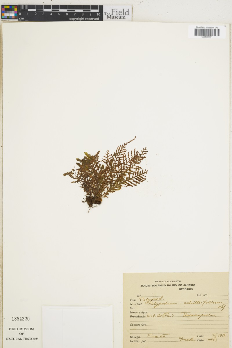 Grammitis achilleifolia photo 3