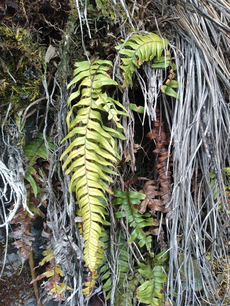 Grammitis albicans