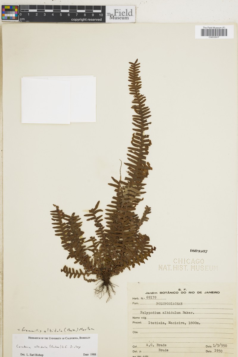 Grammitis albidula