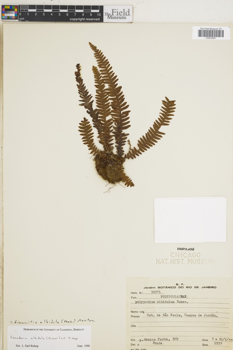 Grammitis albidula photo 2