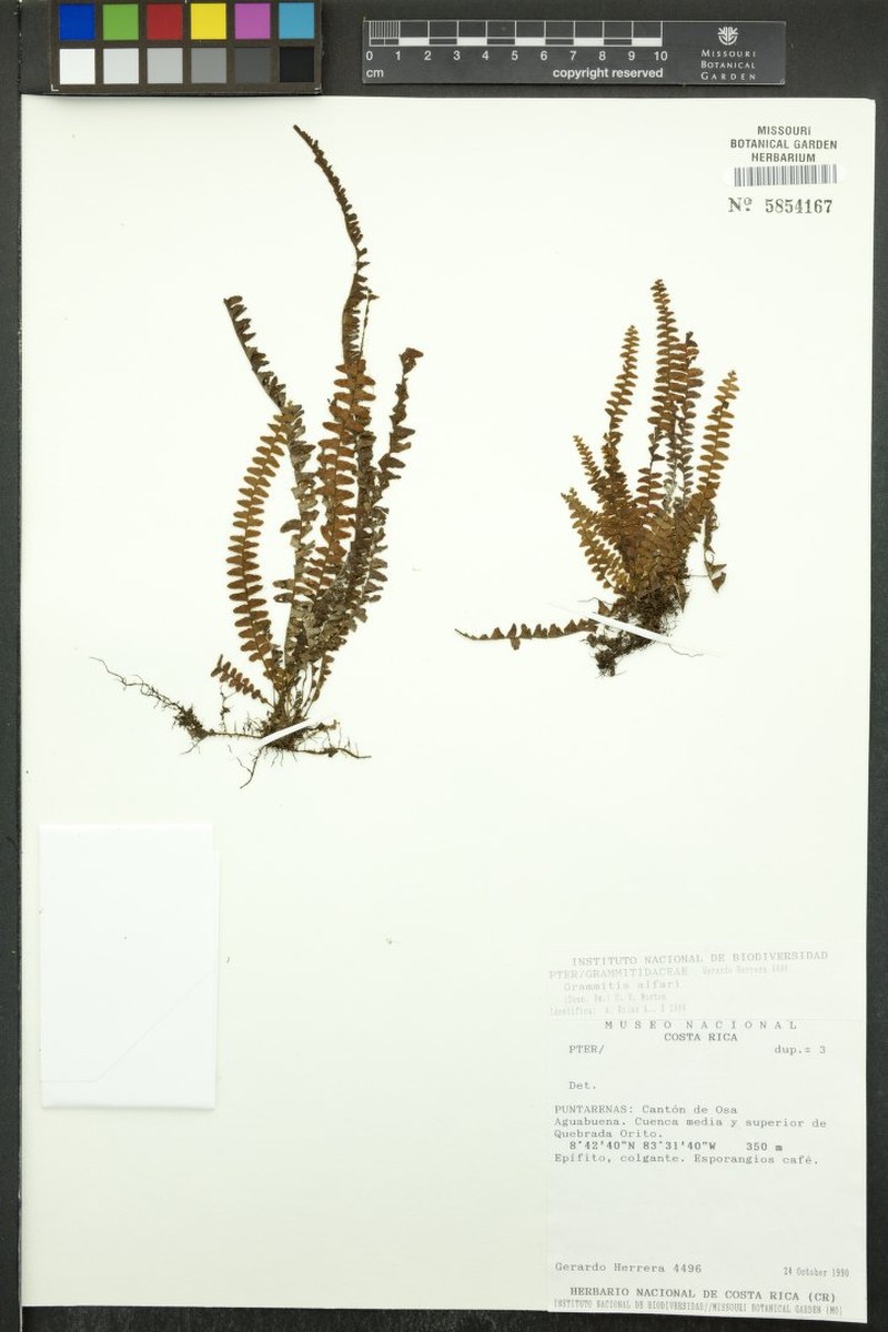 Grammitis alfaroi