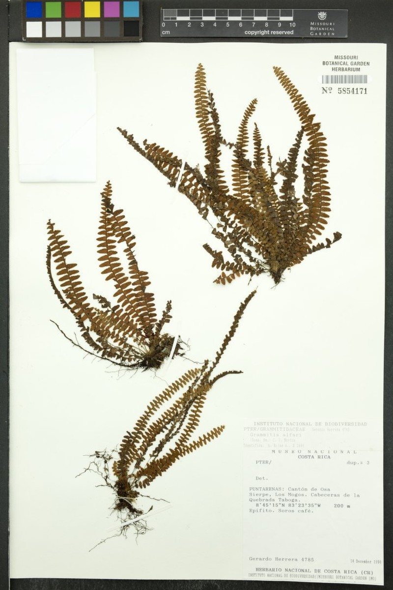 Grammitis alfaroi photo 2