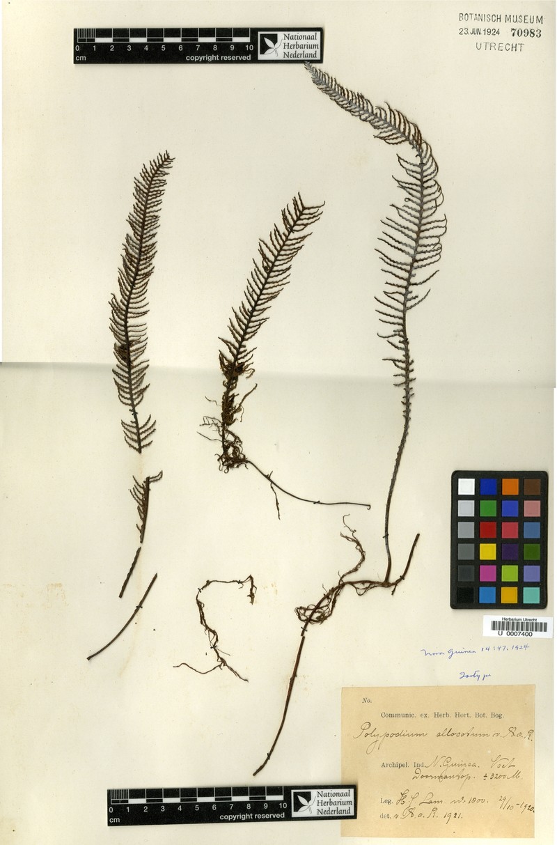 Grammitis allocota