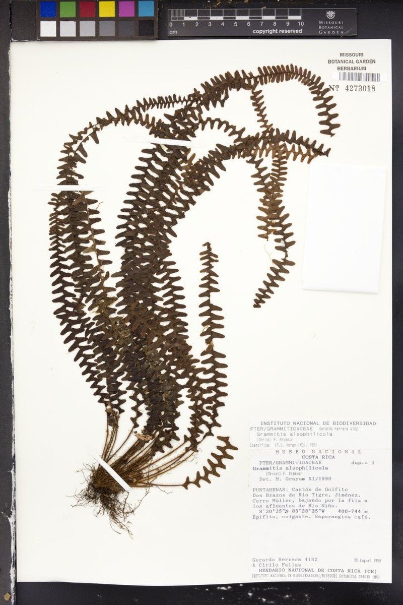 Grammitis alsophilicola