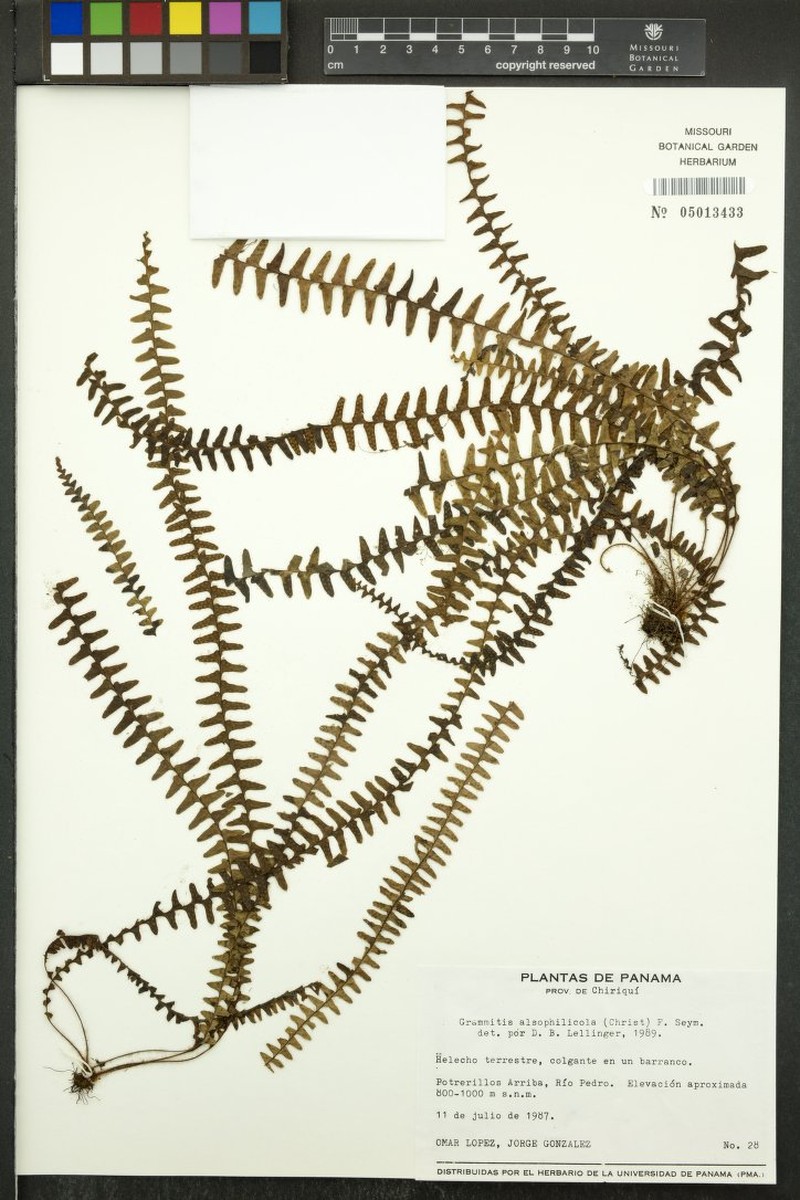 Grammitis alsophilicola photo 2