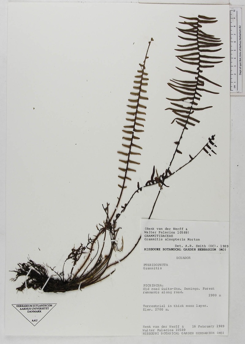 Grammitis alsopteris