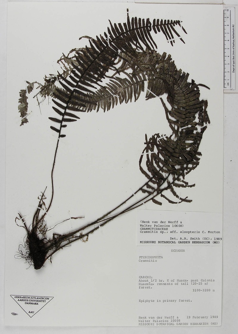 Grammitis alsopteris photo 2