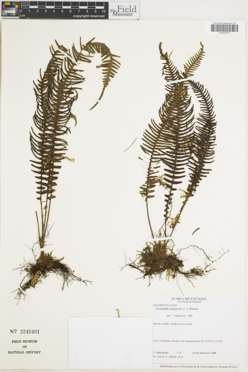 Grammitis alsopteris photo 3