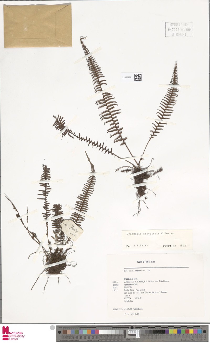 Grammitis alsopteris photo 4