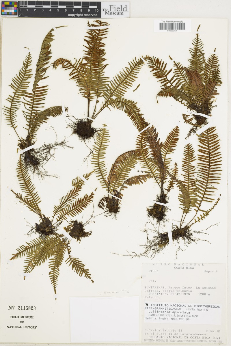 Grammitis apiculata