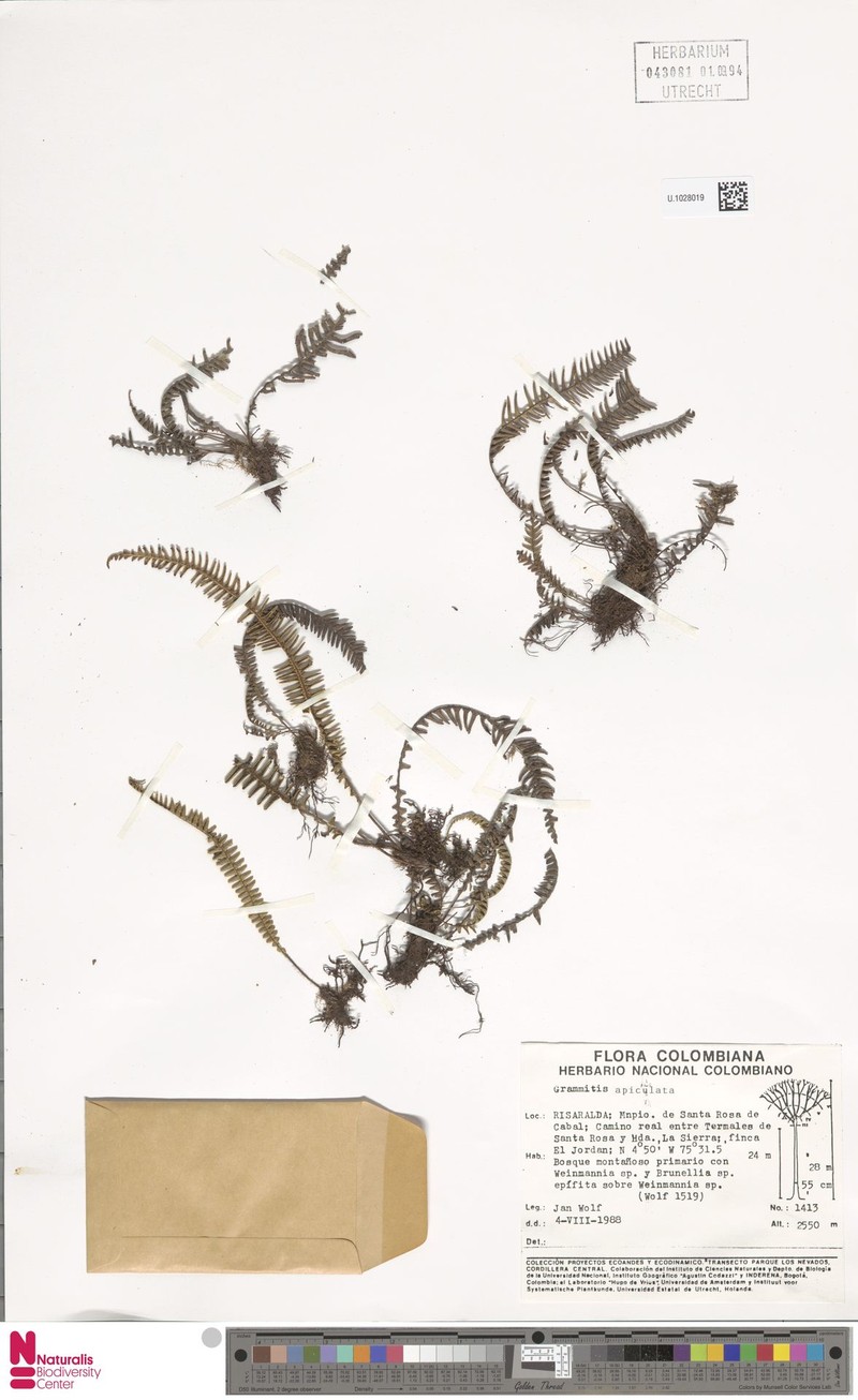 Grammitis apiculata photo 2