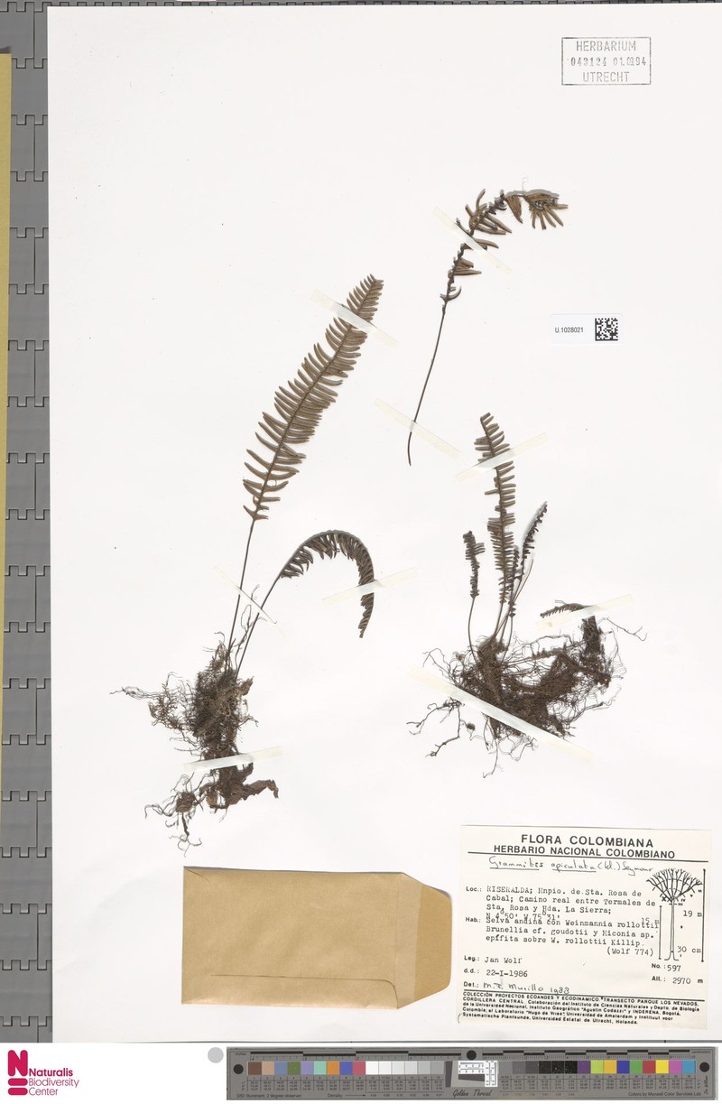 Grammitis apiculata photo 3