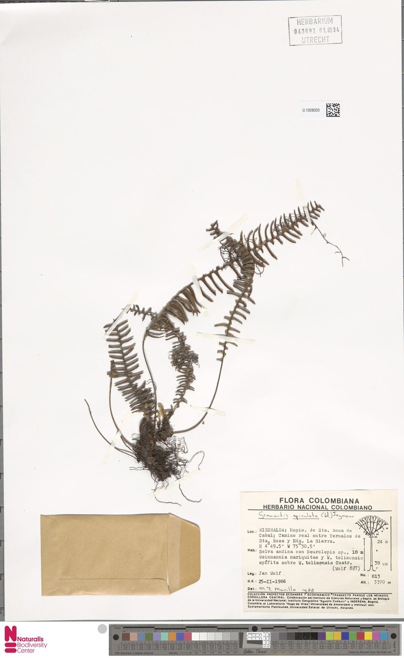 Grammitis apiculata photo 4