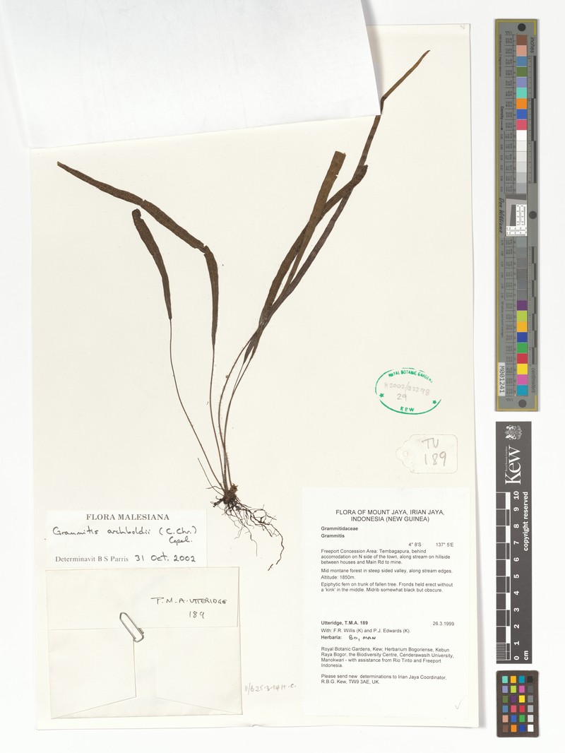 Grammitis archboldii