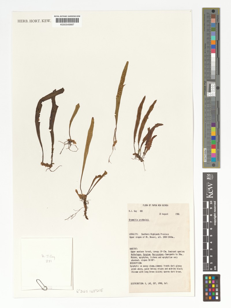 Grammitis archboldii photo 2