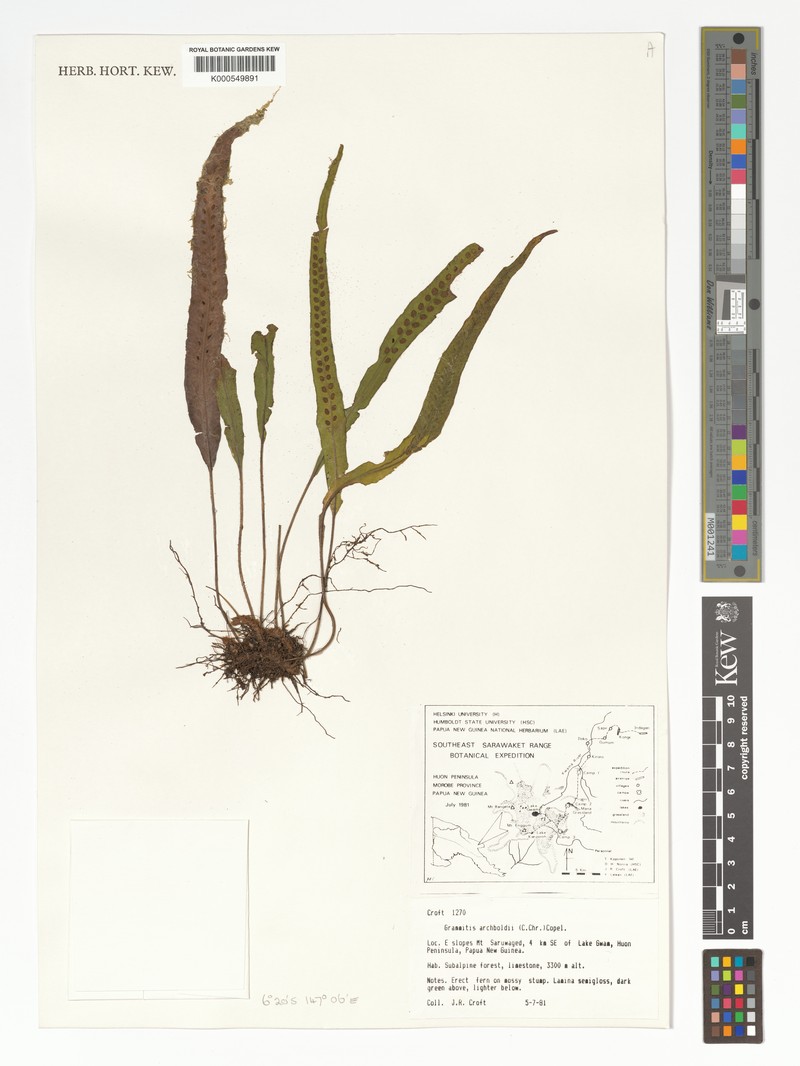 Grammitis archboldii photo 3