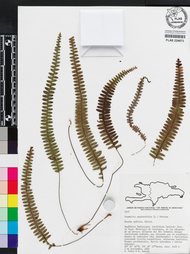 Grammitis asplenifolia photo 2