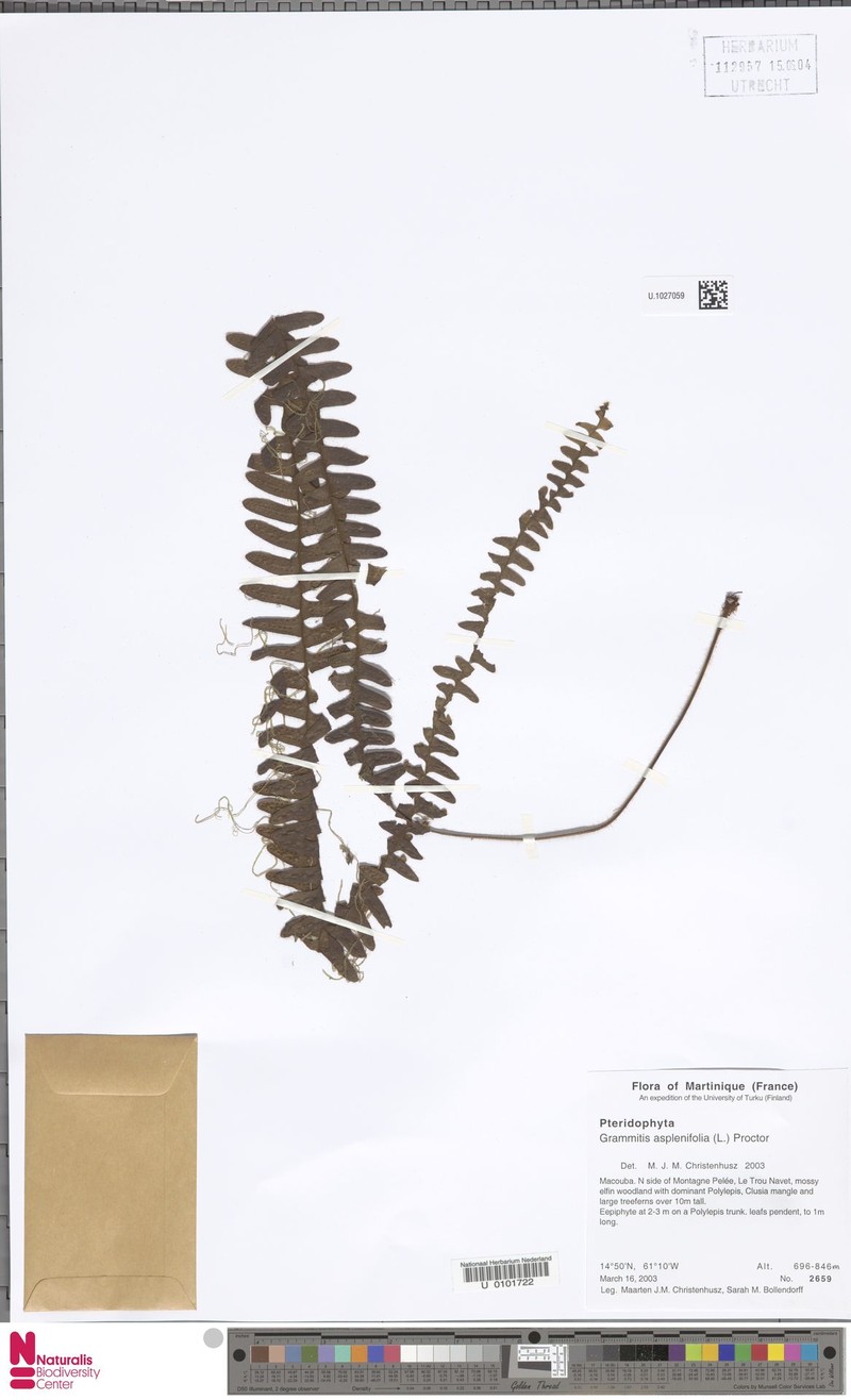 Grammitis asplenifolia photo 3