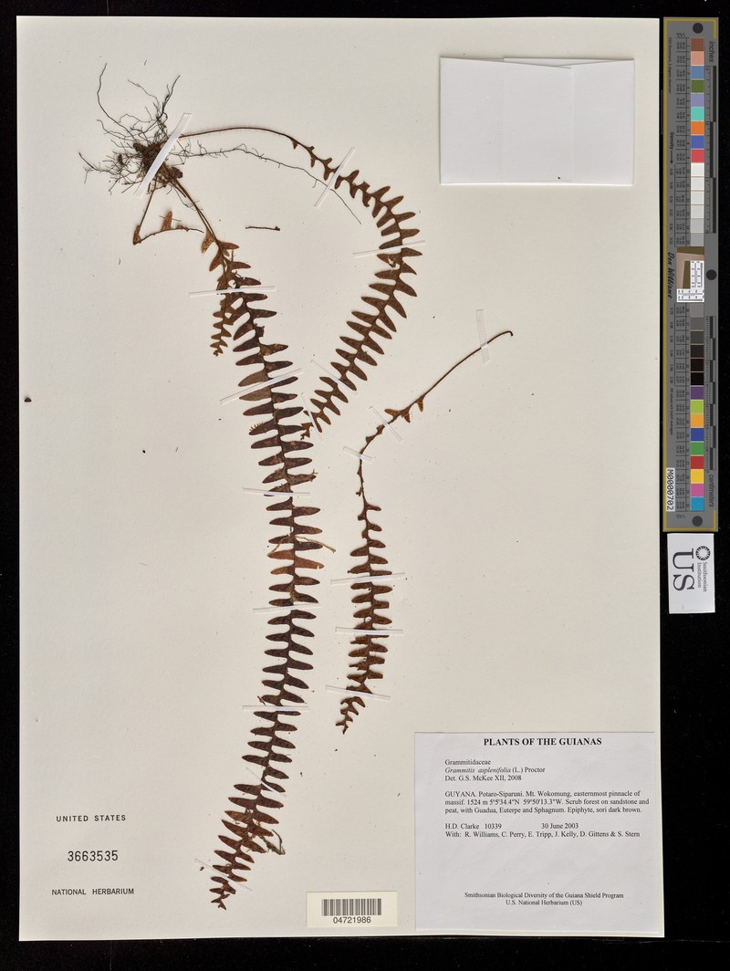 Grammitis asplenifolia photo 4