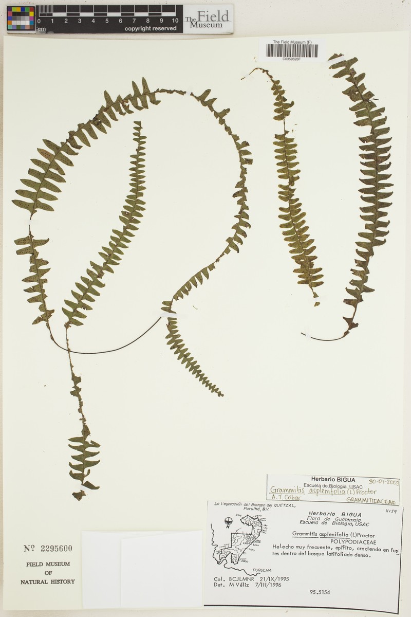 Grammitis asplenifolia photo 5