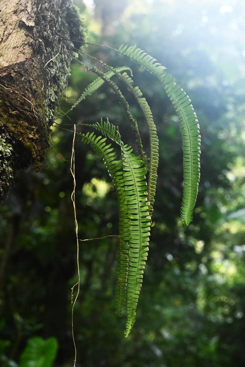 Grammitis asplenifolia