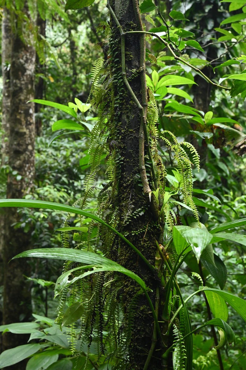 Grammitis asplenifolia photo 6