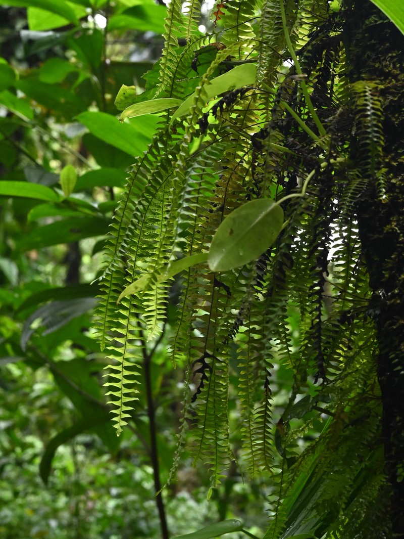 Grammitis asplenifolia photo 7