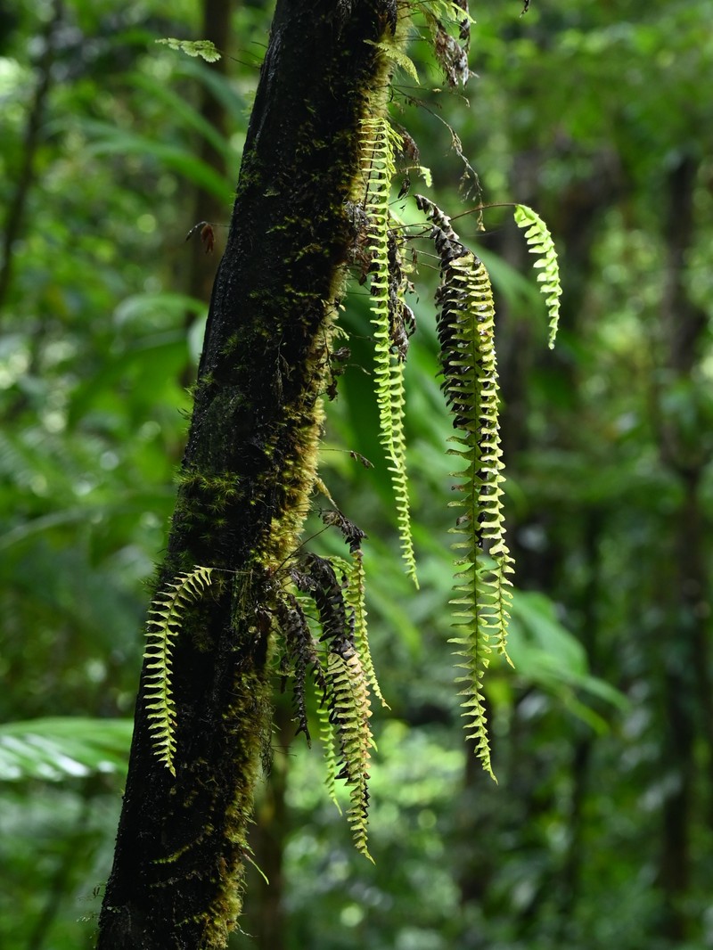 Grammitis asplenifolia photo 8