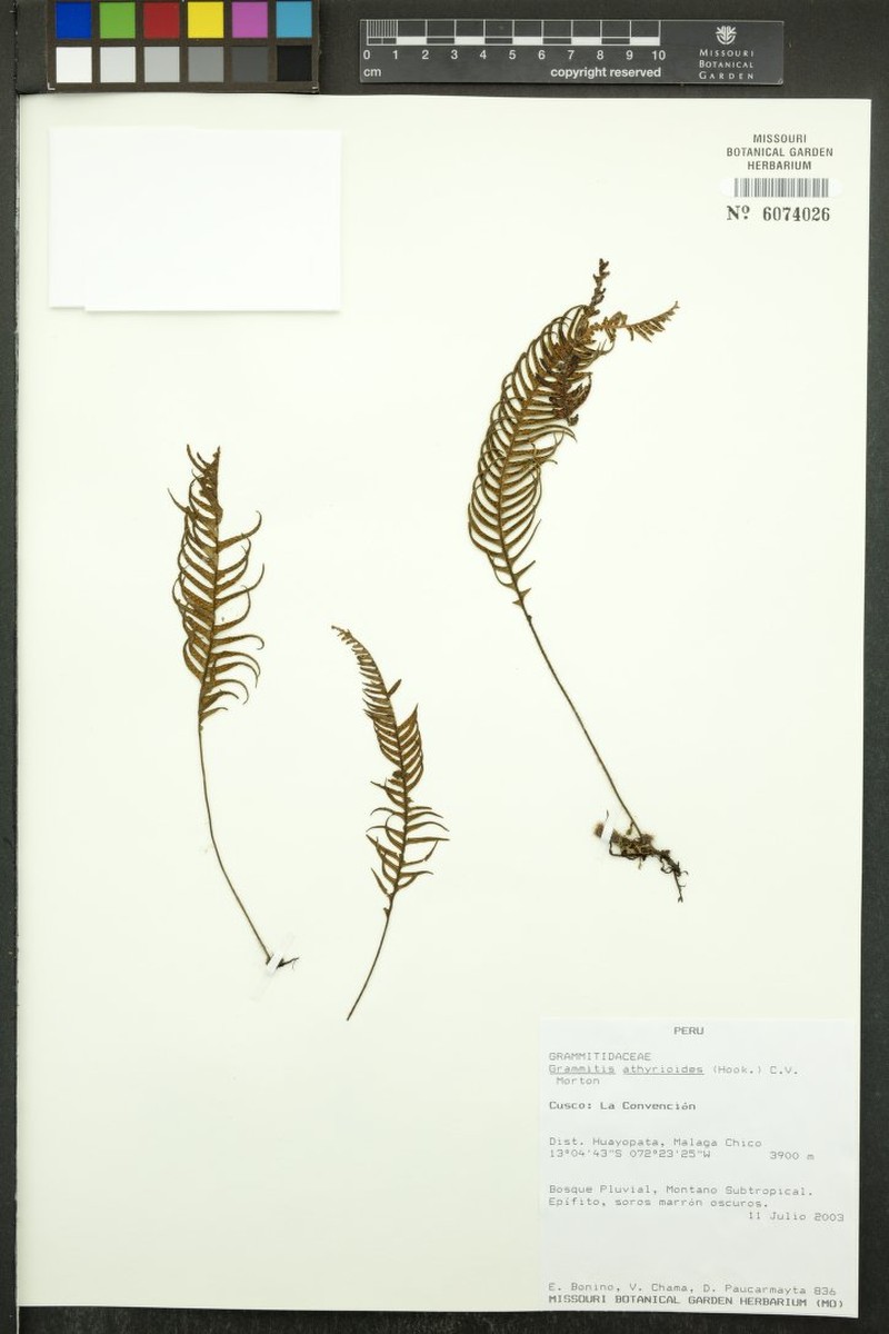 Grammitis athyrioides
