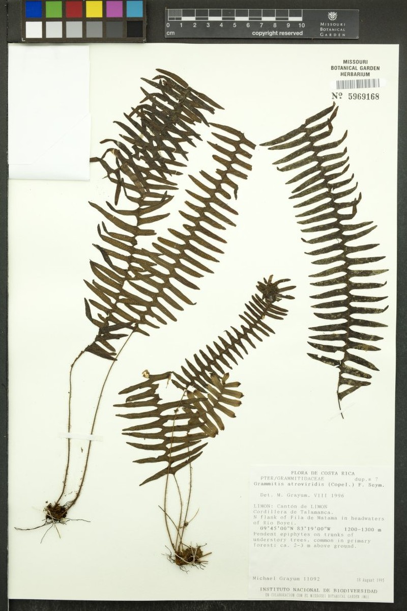 Grammitis atroviridis