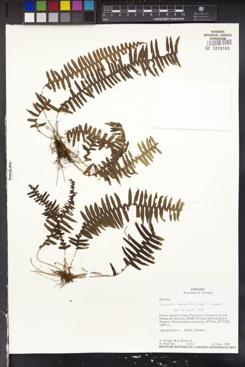 Grammitis atroviridis photo 2
