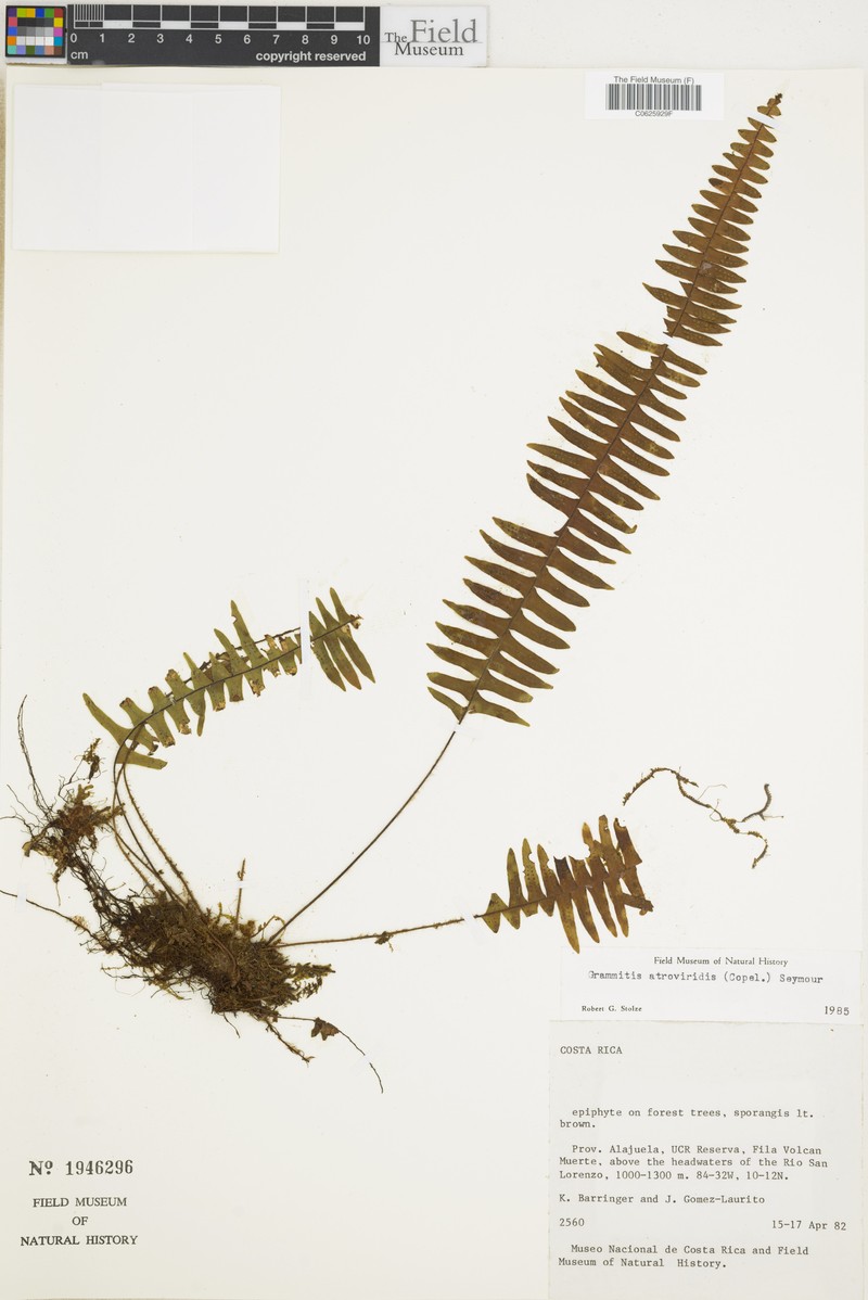 Grammitis atroviridis photo 3