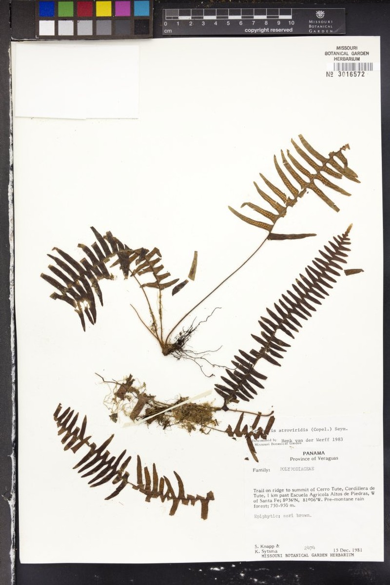 Grammitis atroviridis photo 4