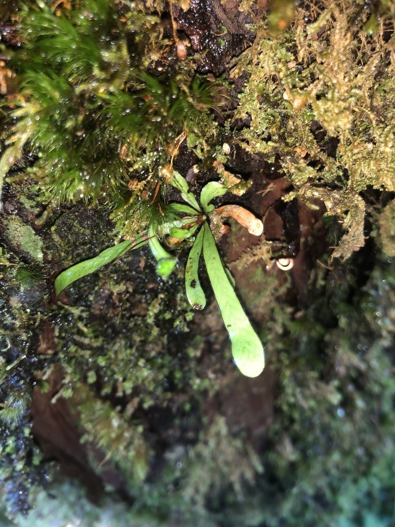 Grammitis azorica photo 3