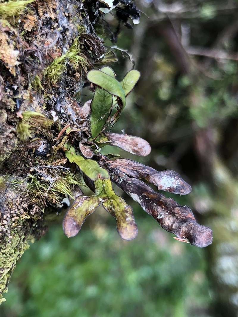 Grammitis azorica photo 4