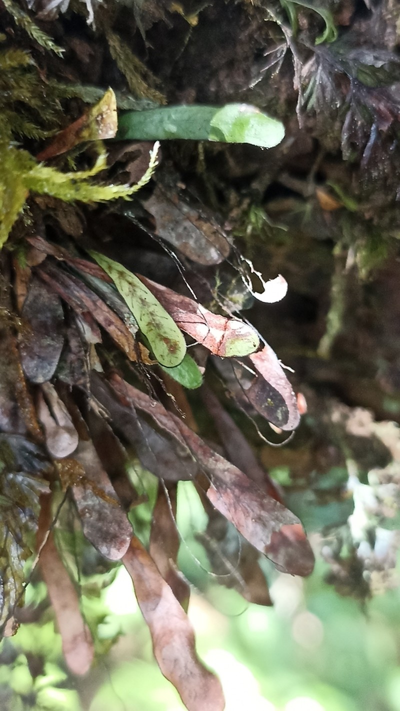 Grammitis azorica photo 5