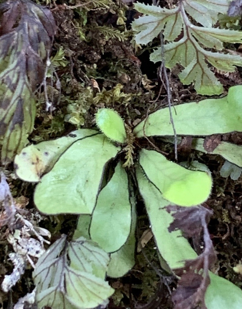 Grammitis azorica photo 6