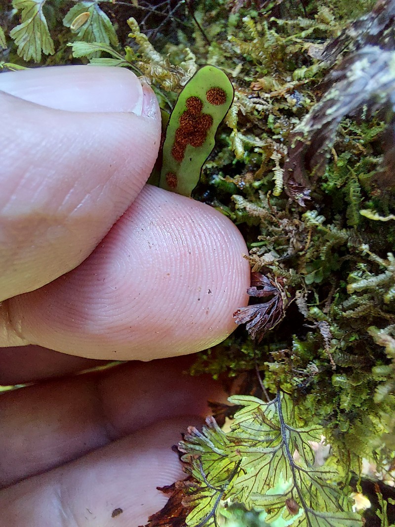 Grammitis azorica