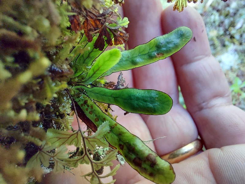Grammitis azorica photo 8