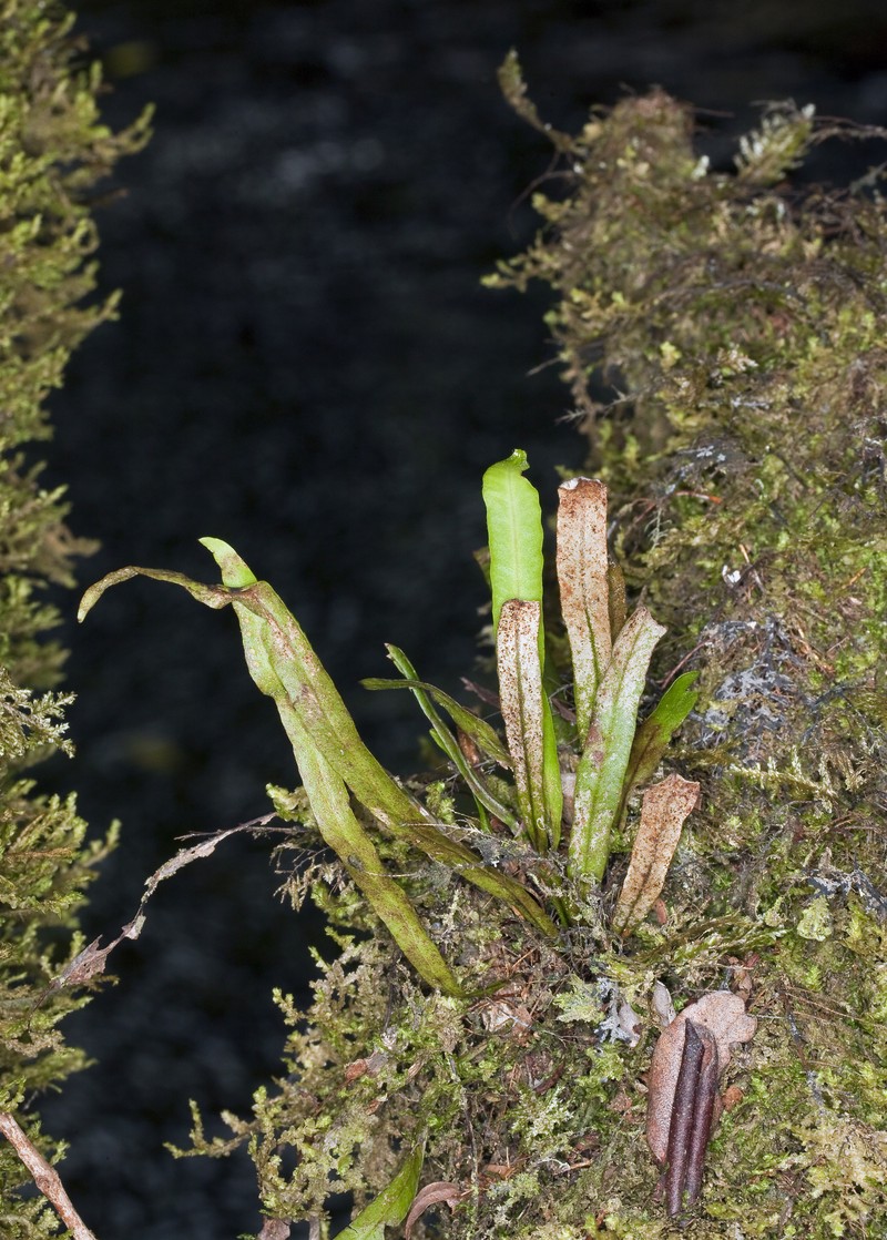 Baldwin's Dwarf Polypody