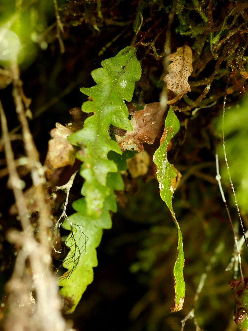 Grammitis barbatula