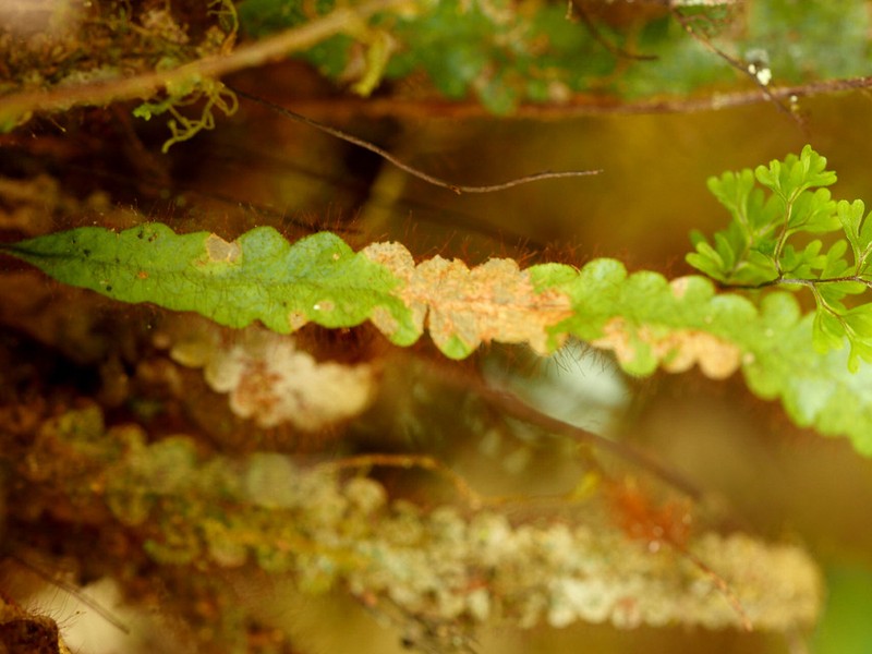 Grammitis barbatula photo 2