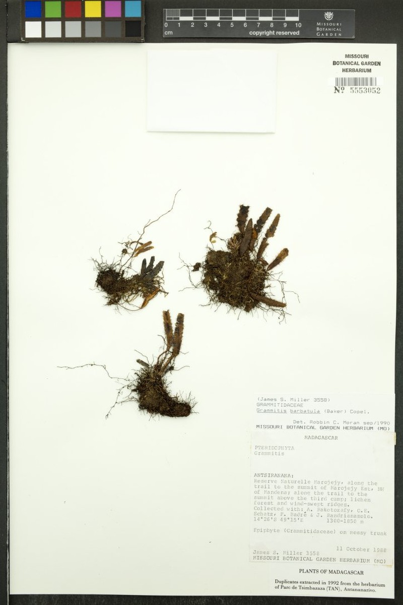 Grammitis barbatula photo 3